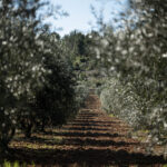 Préparation à base d'huile d'olive, fumée à la verveine et au poivre Sichuan – Image 2