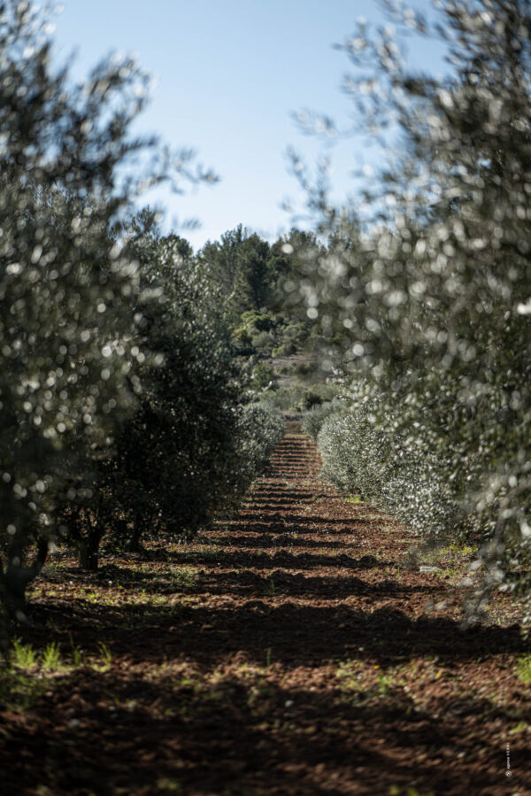 Huile d'olive Verdale – Image 2